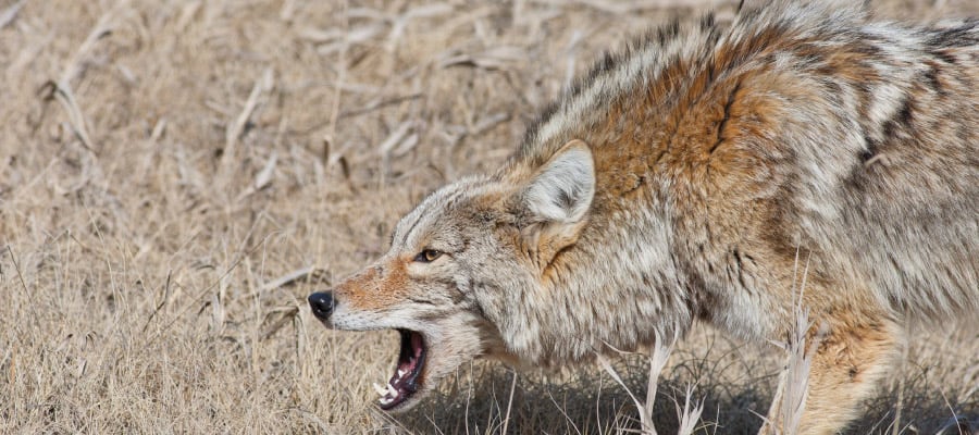 Factors Affecting The Lethality Of Pellet Guns On Coyotes